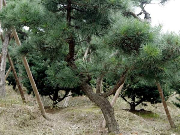 造型黑松樹哪里便宜？哪家的質(zhì)量好？