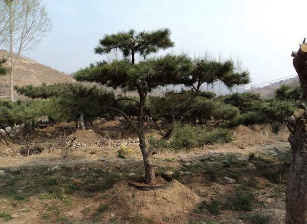 造型黑松樹哪里便宜？哪家的質(zhì)量好？