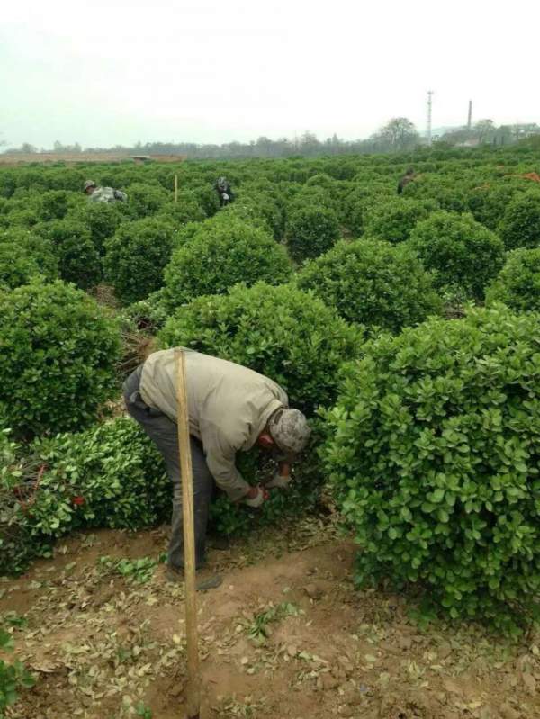 大葉黃楊球 大葉黃楊球