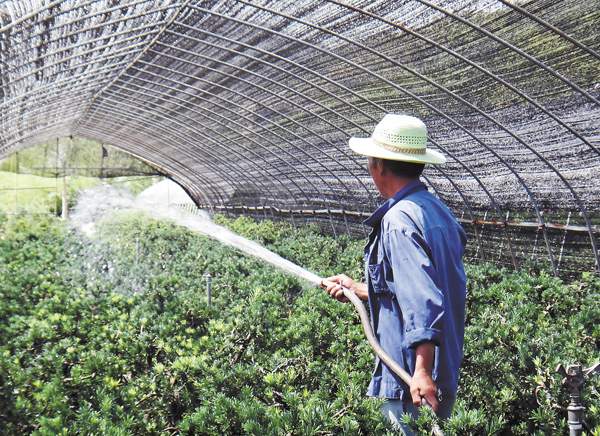 綠化苗木起苗出圃都有哪些注意事項？