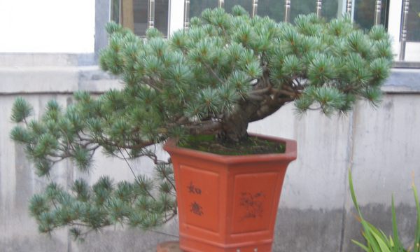 五針?biāo)稍煨?/> </p><p>
	五針?biāo)芍仓贻^矮，生長緩慢，葉短枝密，姿態(tài)高雅，樹形優(yōu)美，是制作盆景的上乘樹種，制作出的五針?biāo)傻脑煨颓ё税賾B(tài)，觀賞性非常好。</p>
      </div>



      
    </article>
  </main>

</div>
<footer id=