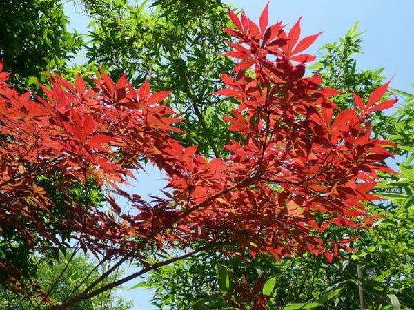紅楓作衫，白楊為裙，美的傾國(guó)傾城！