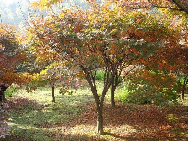 紅楓作衫，白楊為裙，美的傾國(guó)傾城！