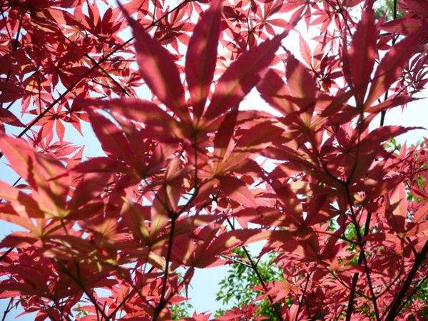 紅楓作衫，白楊為裙，美的傾國(guó)傾城！