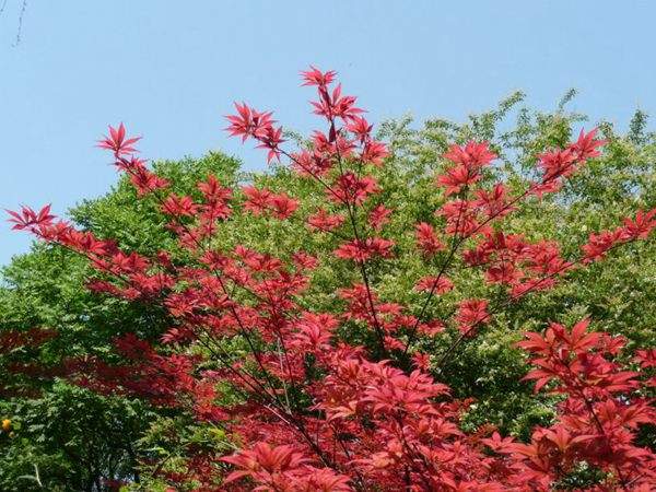 紅楓作衫，白楊為裙，美的傾國(guó)傾城！