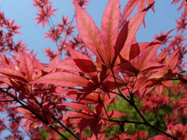 紅楓作衫，白楊為裙，美的傾國(guó)傾城！