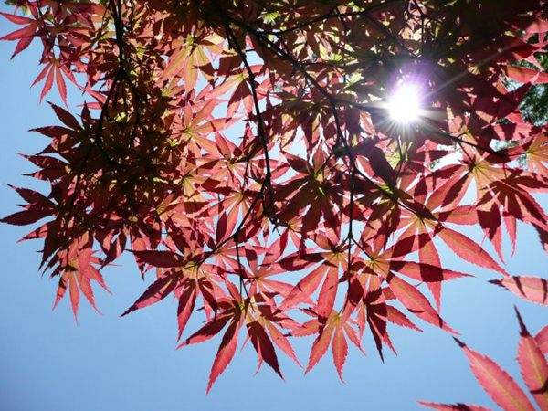 紅楓作衫，白楊為裙，美的傾國(guó)傾城！