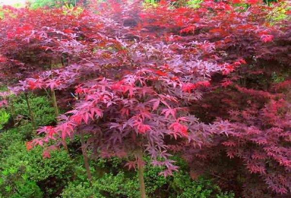 紅楓作衫，白楊為裙，美的傾國(guó)傾城！