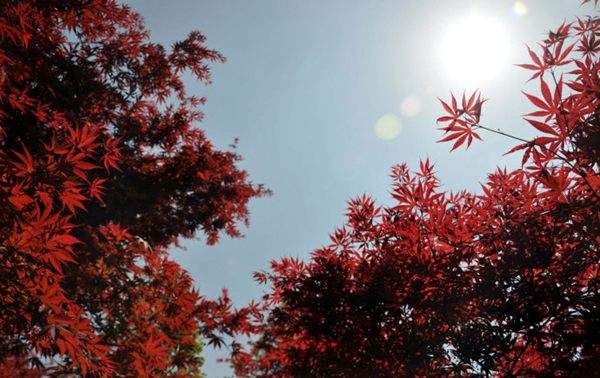 紅楓作衫，白楊為裙，美的傾國(guó)傾城！