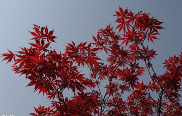 紅楓作衫，白楊為裙，美的傾國(guó)傾城！