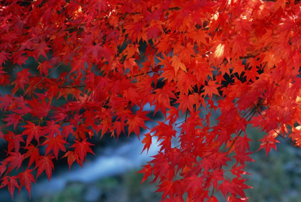 紅楓作衫，白楊為裙，美的傾國(guó)傾城！