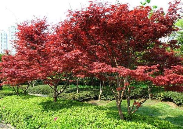 紅楓作衫，白楊為裙，美的傾國(guó)傾城！