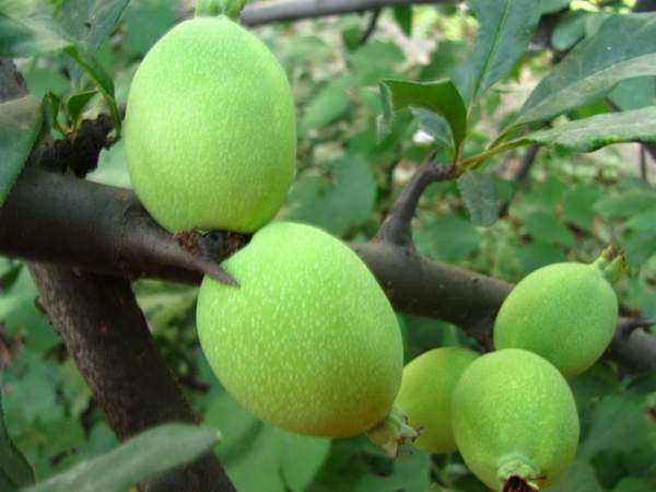木瓜樹綠化、經(jīng)濟(jì)價(jià)值