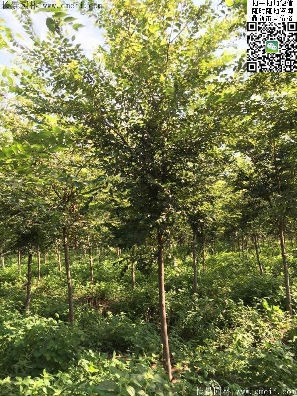 櫸樹哪里便宜？麻煩推薦一家大型，有誠信的單位！