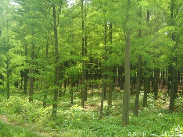 水杉樹圖片水杉樹基地實(shí)拍