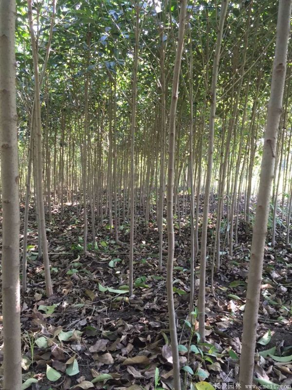 大葉女貞圖片大葉女貞基地實拍 大葉女貞圖片大葉女貞基地實拍