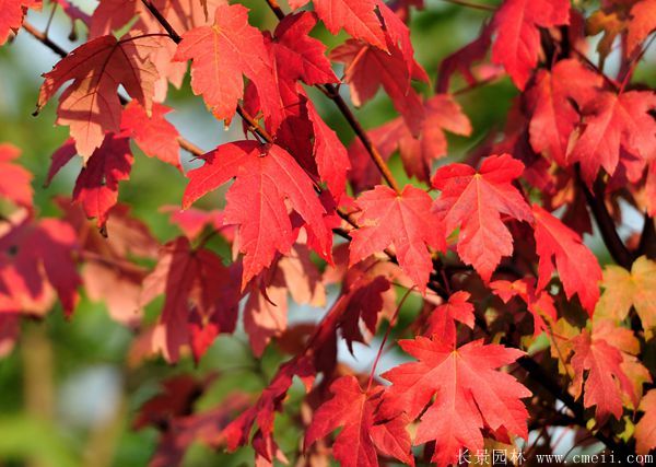 美國紅楓圖片美國紅楓基地實拍 美國紅楓圖片美國紅楓基地實拍