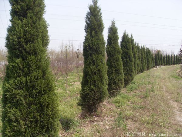 蜀檜圖片蜀檜基地實拍 蜀檜圖片蜀檜基地實拍