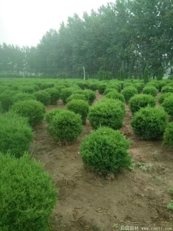 蜀檜球圖片蜀檜球基地實(shí)拍 蜀檜球圖片蜀檜球基地實(shí)拍