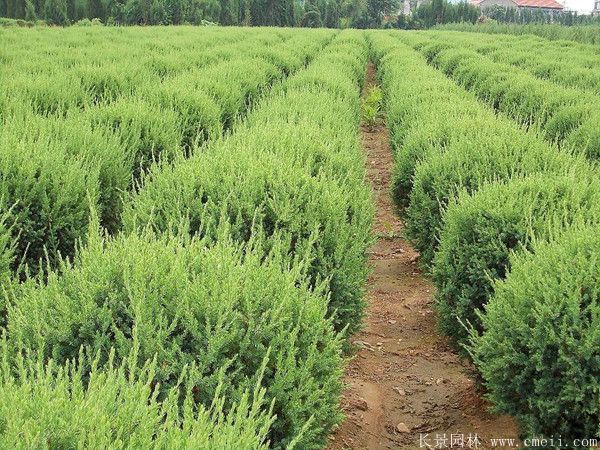 蜀檜球圖片蜀檜球基地實(shí)拍 蜀檜球圖片蜀檜球基地實(shí)拍