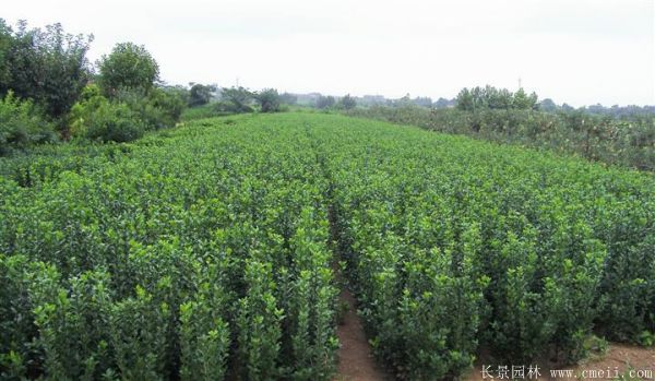 冬青小苗圖片基地實(shí)拍 冬青小苗圖片基地實(shí)拍