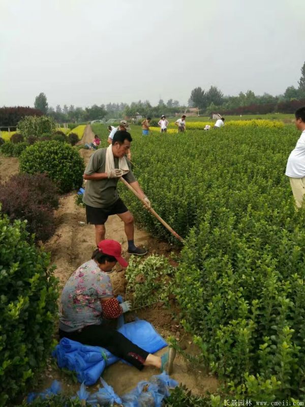冬青小苗圖片基地實(shí)拍 冬青小苗圖片基地實(shí)拍