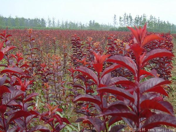 紅葉李圖片基地實(shí)拍 紅葉李圖片基地實(shí)拍