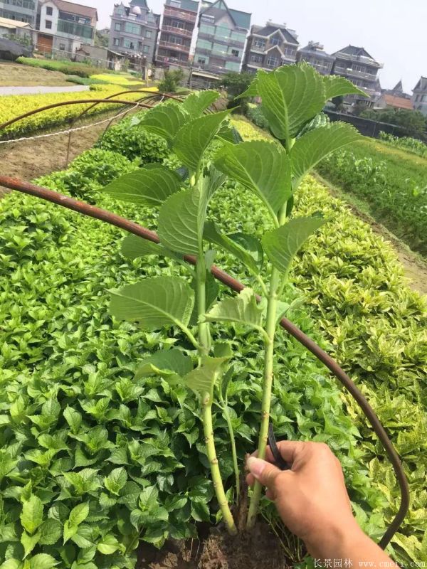 八仙花圖片基地實(shí)拍 八仙花圖片基地實(shí)拍