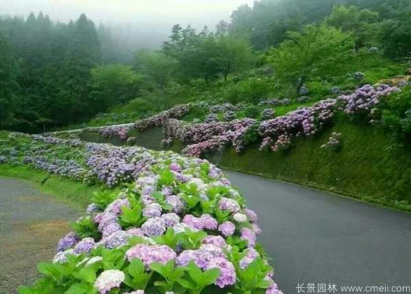八仙花圖片基地實拍 八仙花圖片基地實拍