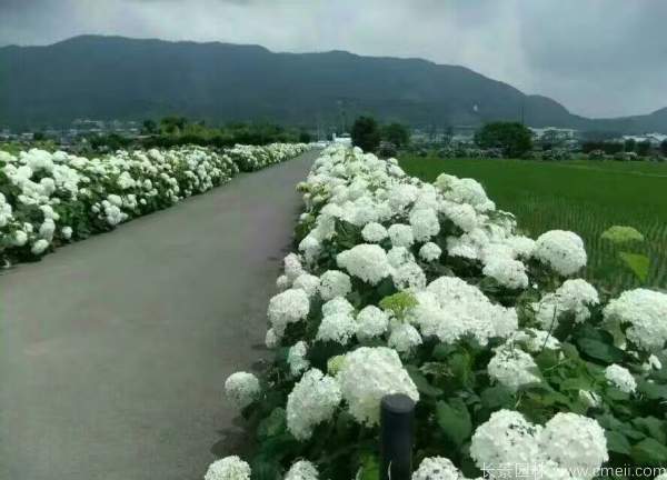 八仙花圖片基地實拍 八仙花圖片基地實拍