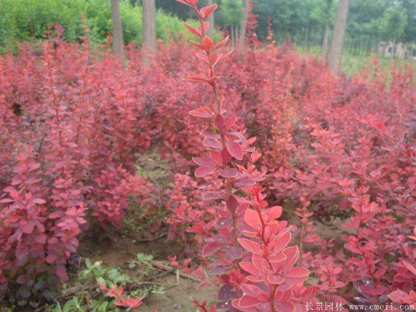 紅葉小檗圖片基地實(shí)拍 紅葉小檗圖片基地實(shí)拍