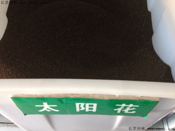 太陽(yáng)花種子圖片 太陽(yáng)花種子圖片