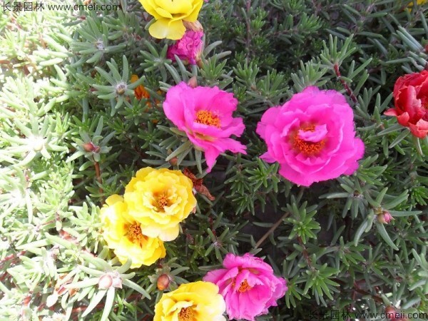 太陽(yáng)花種子發(fā)芽出苗開(kāi)花圖片 太陽(yáng)花種子發(fā)芽出苗開(kāi)花圖片