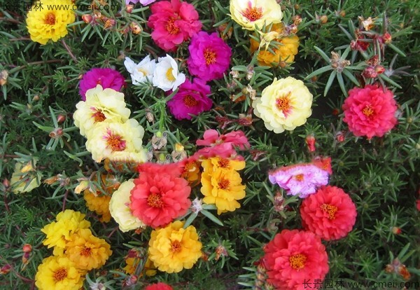 太陽(yáng)花種子發(fā)芽出苗開(kāi)花圖片 太陽(yáng)花種子發(fā)芽出苗開(kāi)花圖片