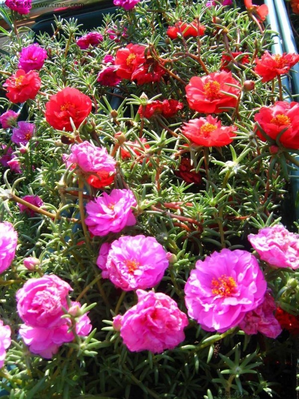 太陽(yáng)花種子發(fā)芽出苗開(kāi)花圖片 太陽(yáng)花種子發(fā)芽出苗開(kāi)花圖片