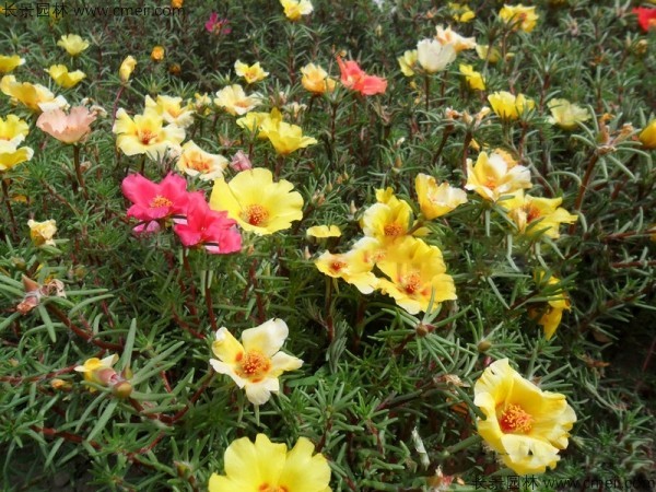 太陽(yáng)花種子發(fā)芽出苗開(kāi)花圖片 太陽(yáng)花種子發(fā)芽出苗開(kāi)花圖片