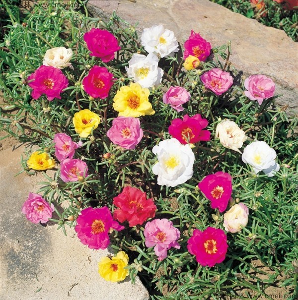 太陽(yáng)花種子發(fā)芽出苗開(kāi)花圖片 太陽(yáng)花種子發(fā)芽出苗開(kāi)花圖片