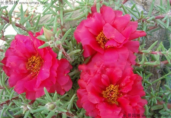 太陽(yáng)花種子發(fā)芽出苗開(kāi)花圖片 太陽(yáng)花種子發(fā)芽出苗開(kāi)花圖片