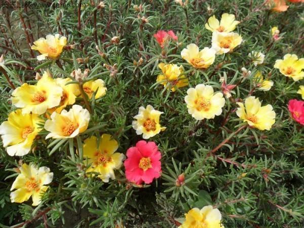 太陽(yáng)花種子發(fā)芽出苗開(kāi)花圖片 太陽(yáng)花種子發(fā)芽出苗開(kāi)花圖片