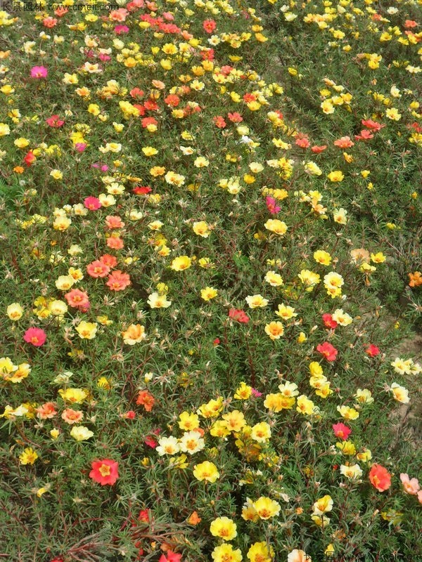 太陽(yáng)花種子發(fā)芽出苗開(kāi)花圖片 太陽(yáng)花種子發(fā)芽出苗開(kāi)花圖片