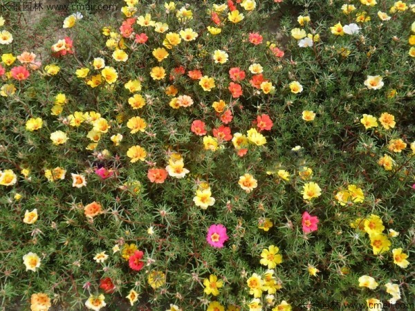 太陽(yáng)花種子發(fā)芽出苗開(kāi)花圖片 太陽(yáng)花種子發(fā)芽出苗開(kāi)花圖片