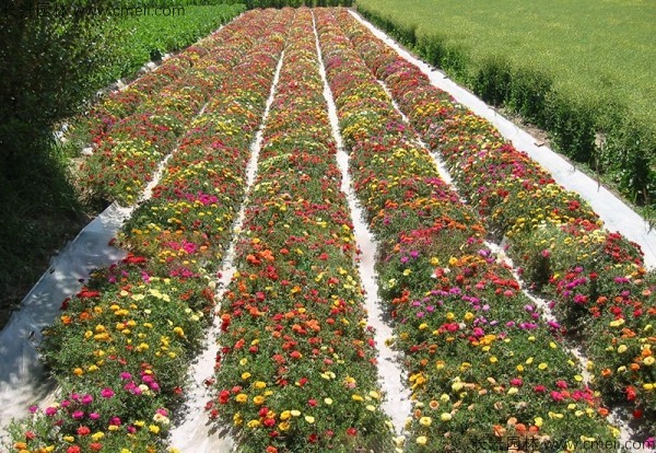太陽(yáng)花種子發(fā)芽出苗開(kāi)花圖片 太陽(yáng)花種子發(fā)芽出苗開(kāi)花圖片