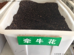 牽?；ǚN子