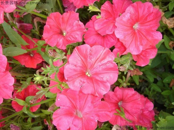 牽?；ǚN子發(fā)芽出苗開花圖片