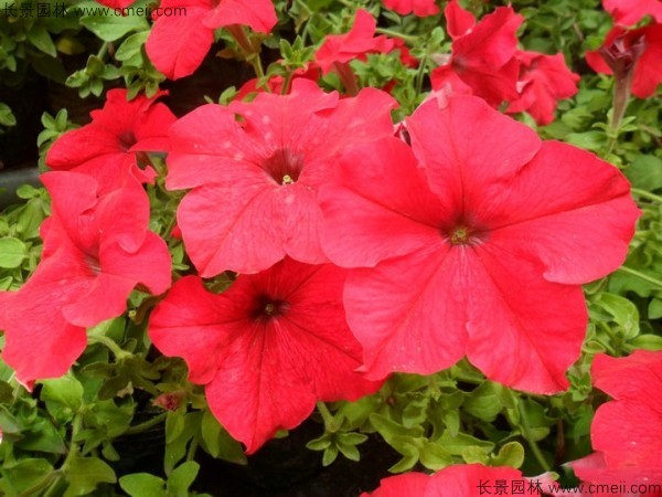 牽?；ǚN子發(fā)芽出苗開花圖片
