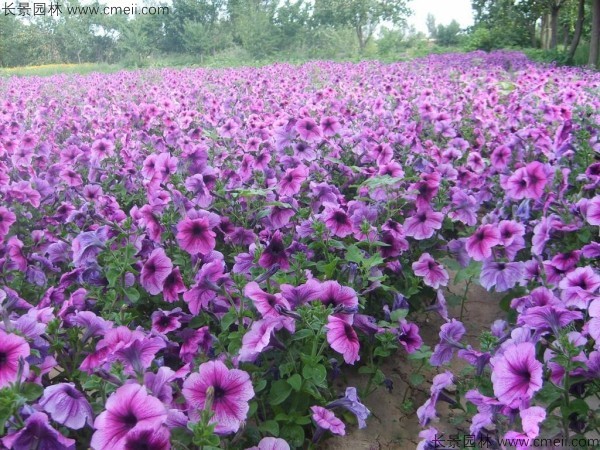 牽?；ǚN子發(fā)芽出苗開花圖片