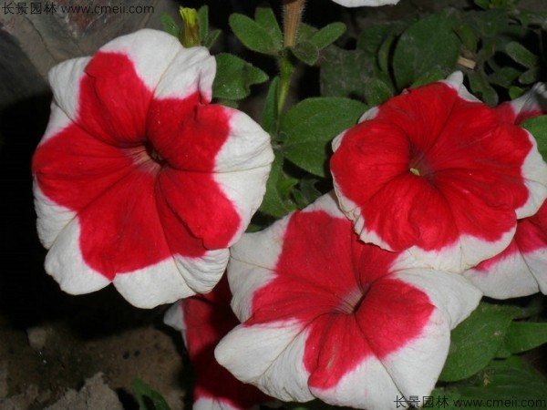 牽?；ǚN子發(fā)芽出苗開花圖片