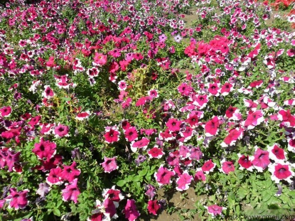 牽?；ǚN子發(fā)芽出苗開花圖片