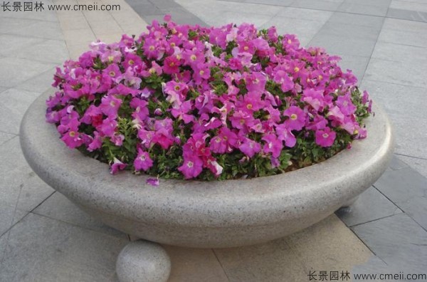 牽?；ǚN子發(fā)芽出苗開花圖片