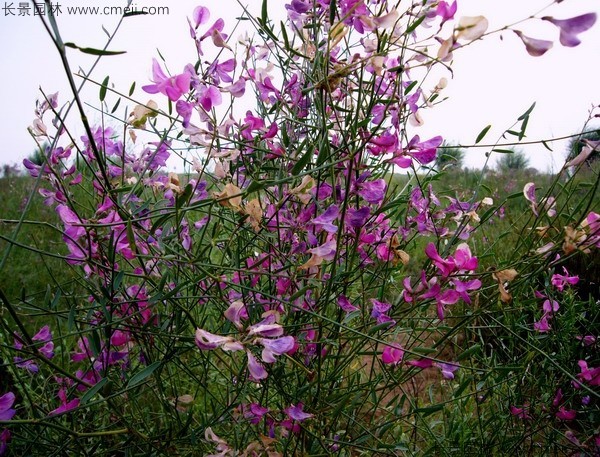 花棒開(kāi)花圖片 花棒開(kāi)花圖片